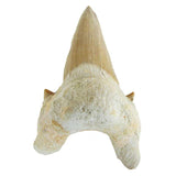 Tooth shark fossil - سن القرش