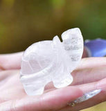 سلحفاة الكوارتز -   للبقاء والتجذر والاستمرار طويل الأمد